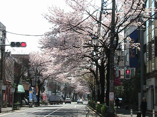 桜満開！江古田駅方向から見た　旭丘東商店会